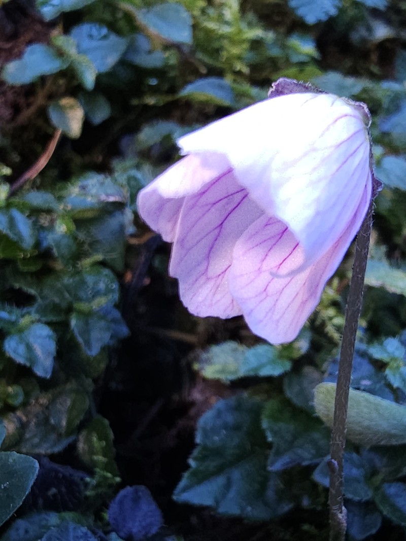Oxalis griffithii subsp. formosana