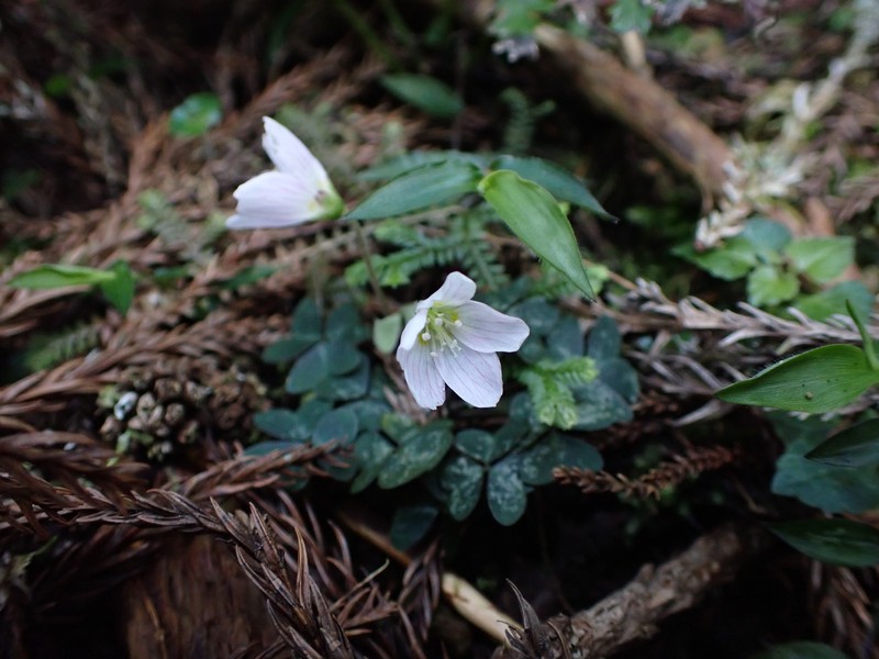 Oxalis griffithii subsp. formosana photo 2