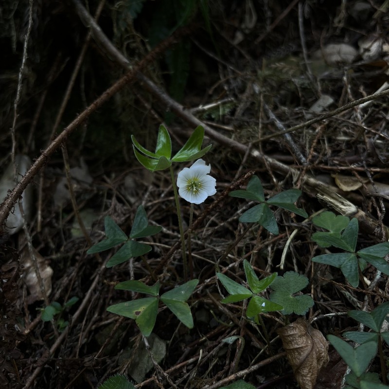 Oxalis griffithii subsp. formosana photo 3