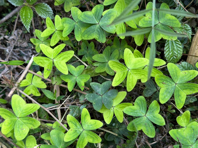 Oxalis griffithii subsp. formosana photo 4