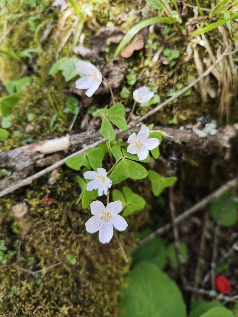 Oxalis griffithii subsp. griffithii