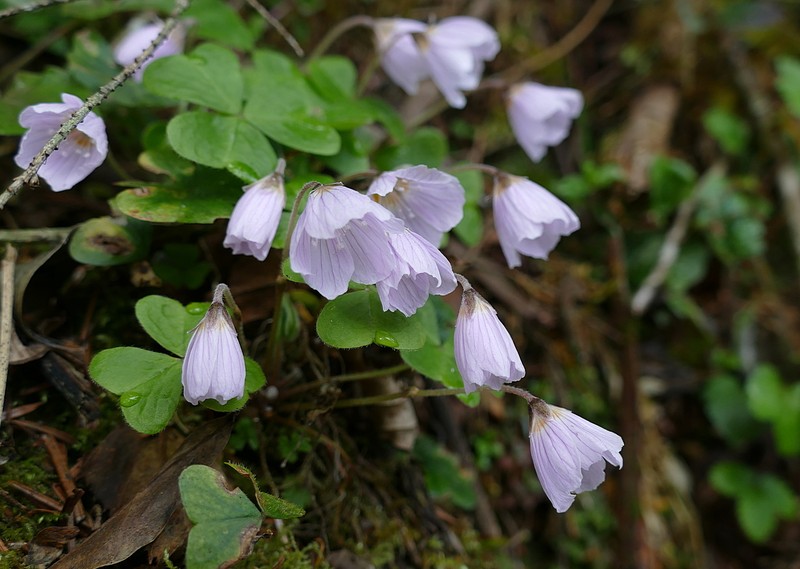 Oxalis griffithii subsp. griffithii photo 2