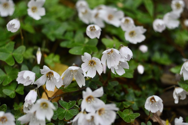 Oxalis griffithii subsp. taimonii