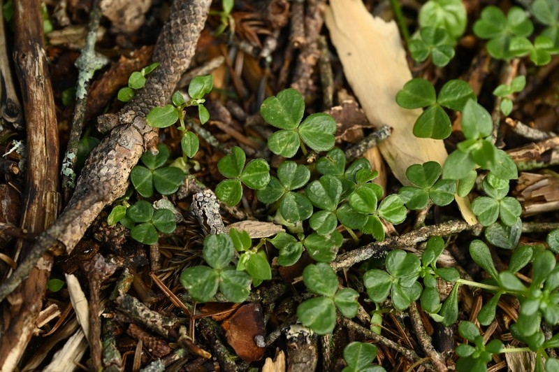 Oxalis griffithii subsp. taimonii photo 2