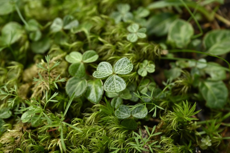Oxalis griffithii subsp. taimonii photo 3