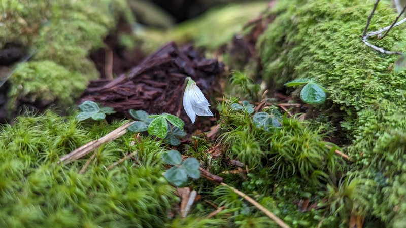 Oxalis griffithii subsp. taimonii photo 4