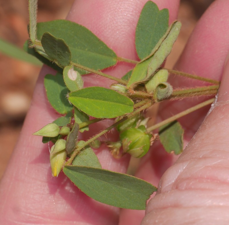 Oxalis grisea