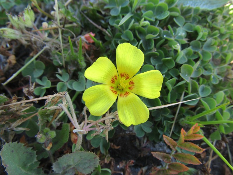 Oxalis gyrorhiza
