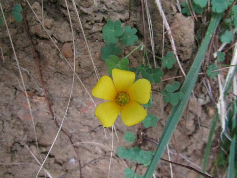 Oxalis gyrorhiza photo 2