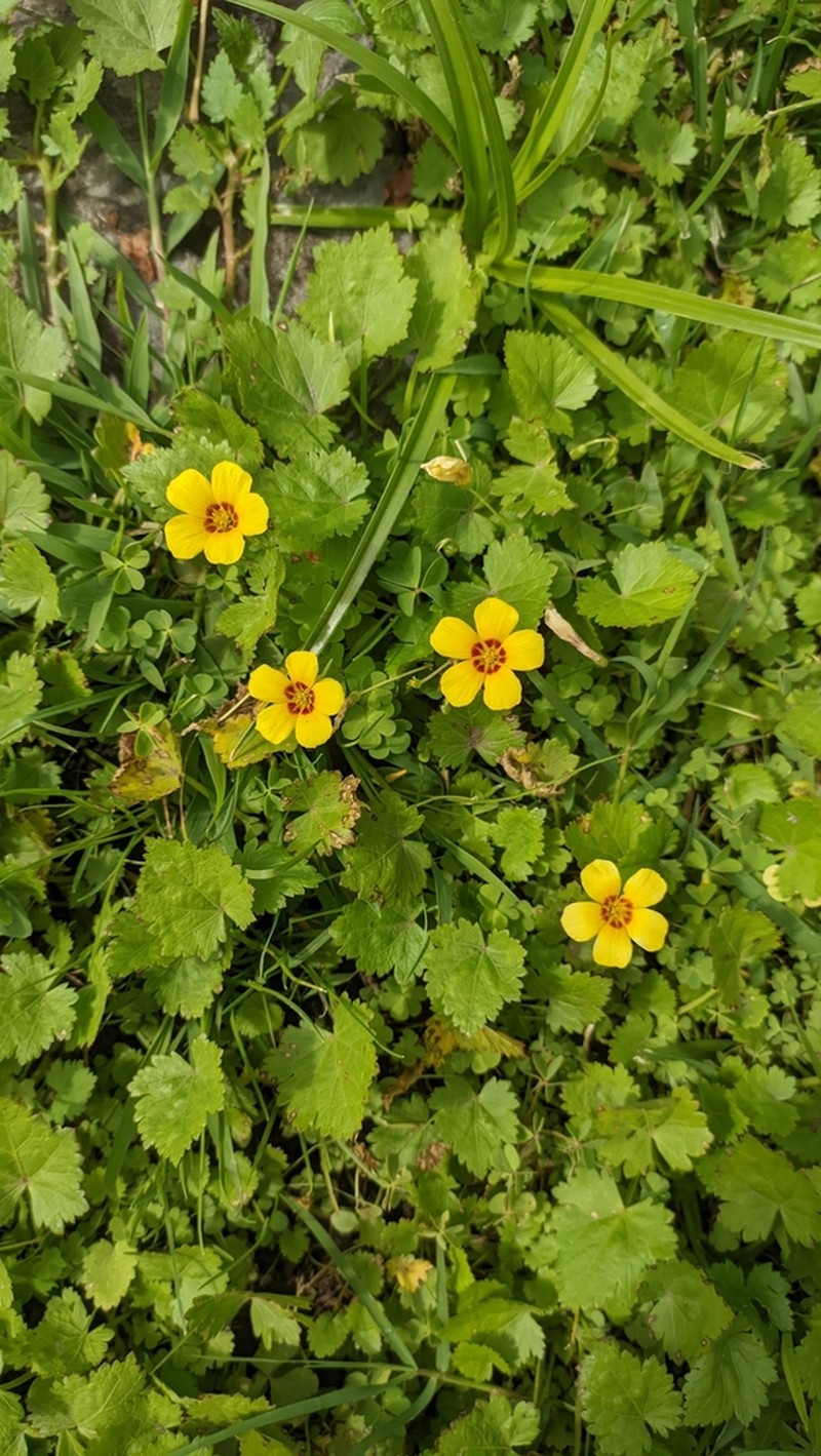 Oxalis gyrorhiza photo 3