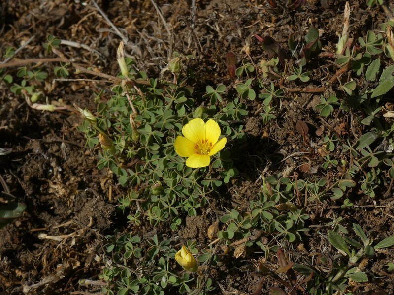 Oxalis gyrorhiza photo 4