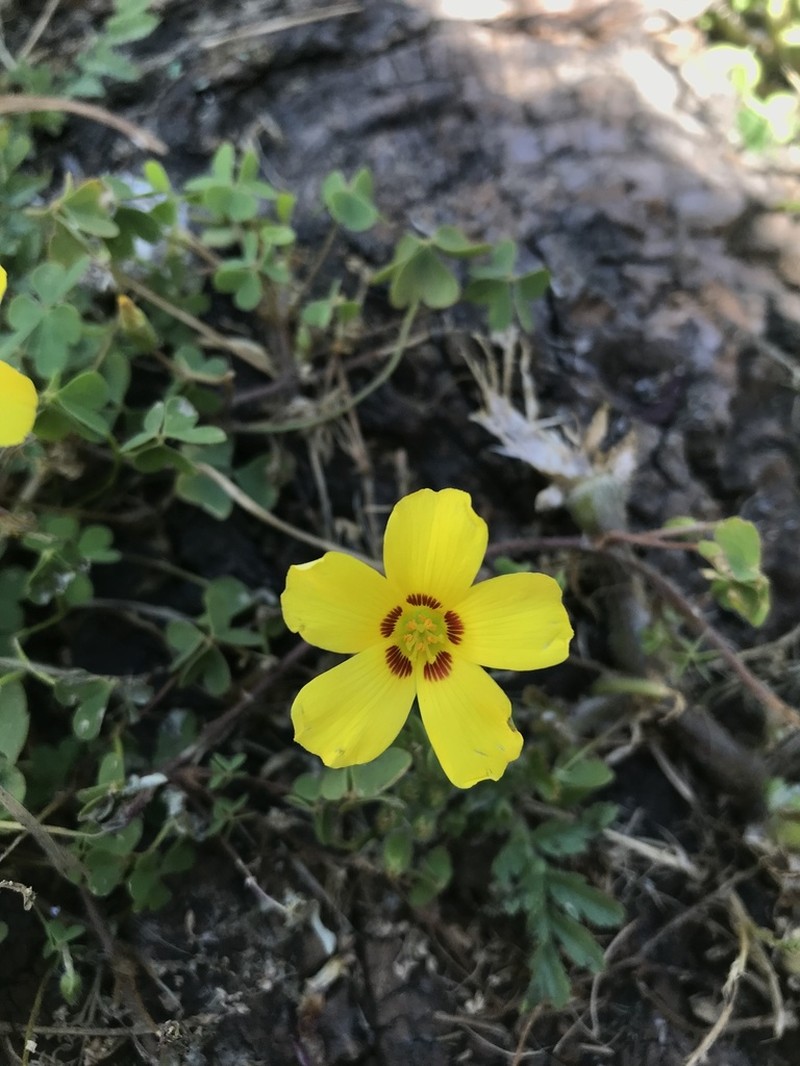 Oxalis gyrorhiza photo 5