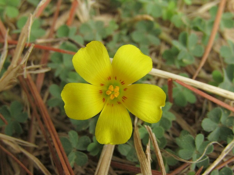 Oxalis gyrorhiza photo 6