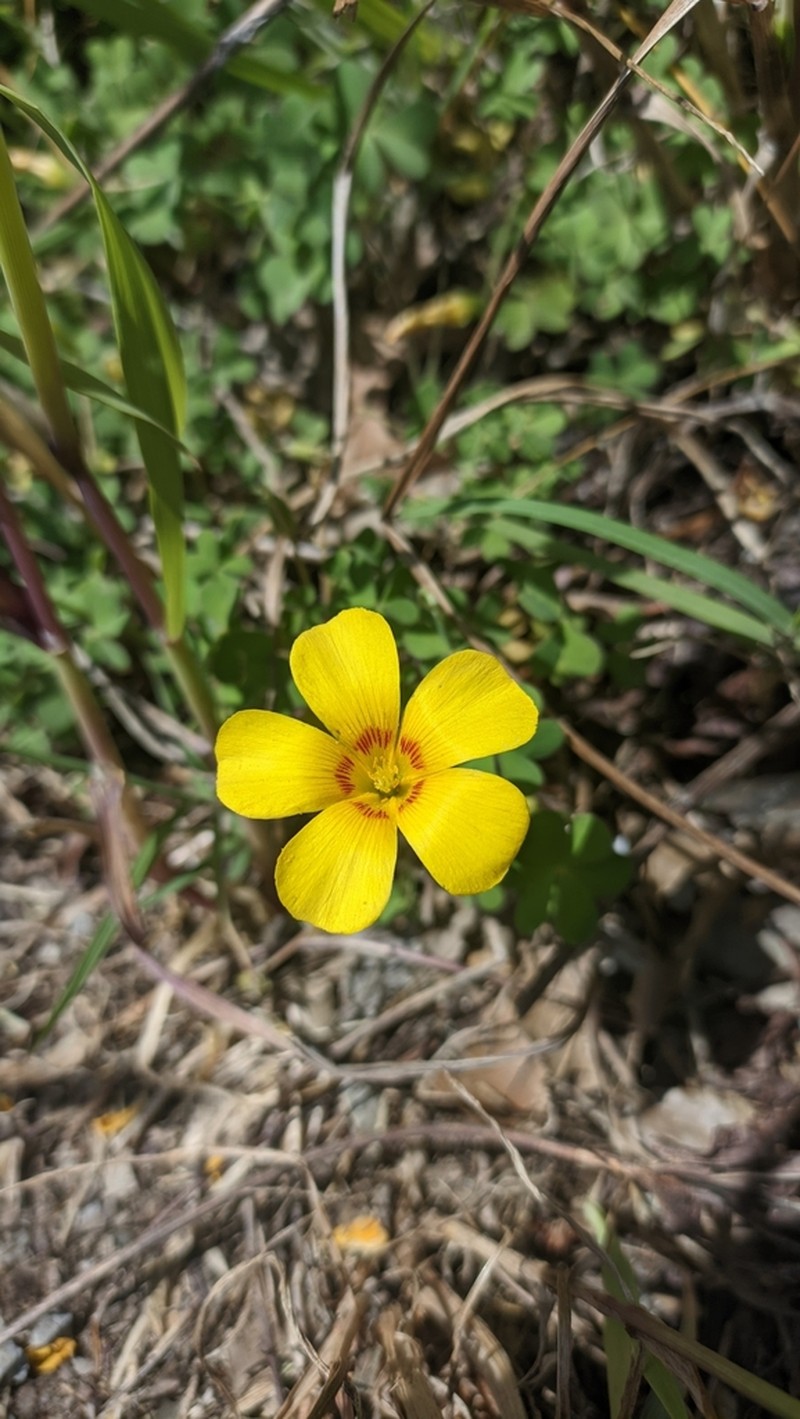 Oxalis gyrorhiza photo 7
