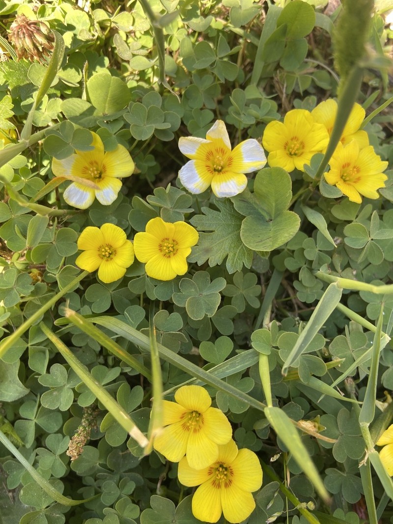 Oxalis gyrorhiza photo 8
