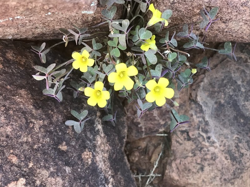 Oxalis haedulipes