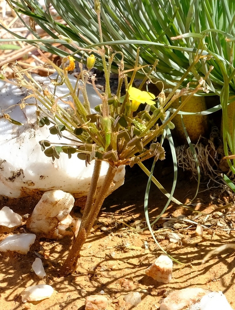 Oxalis haedulipes photo 2
