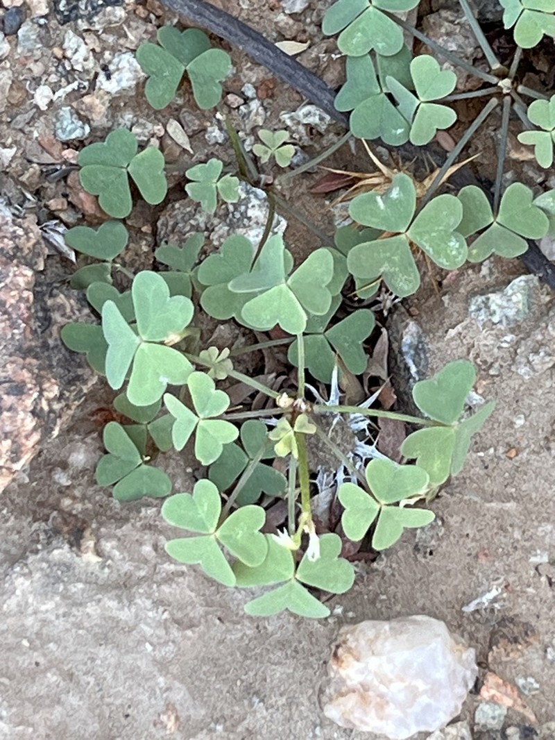 Oxalis haedulipes photo 3