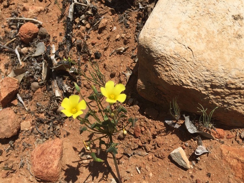Oxalis haedulipes photo 4