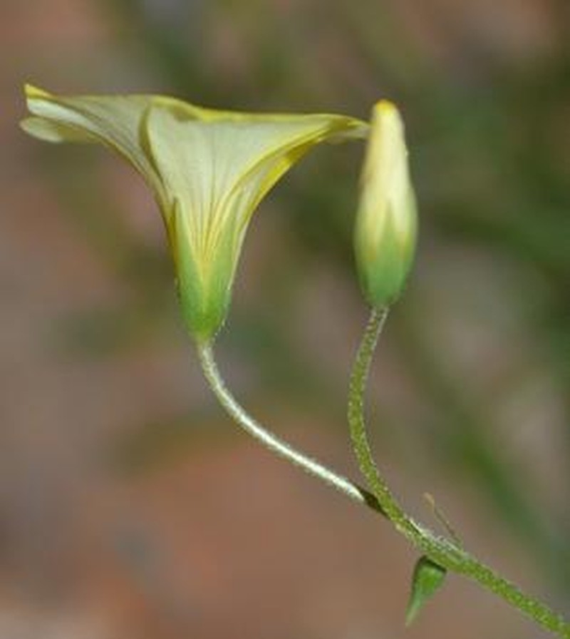 Oxalis haedulipes photo 5