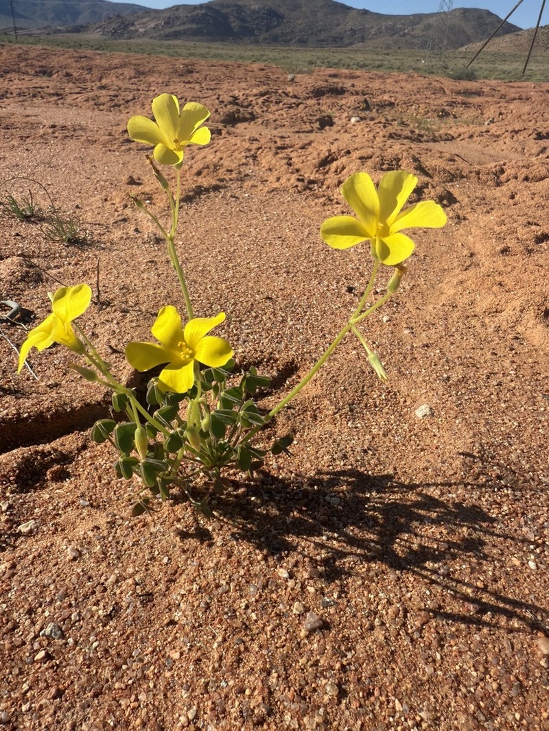Oxalis haedulipes photo 6
