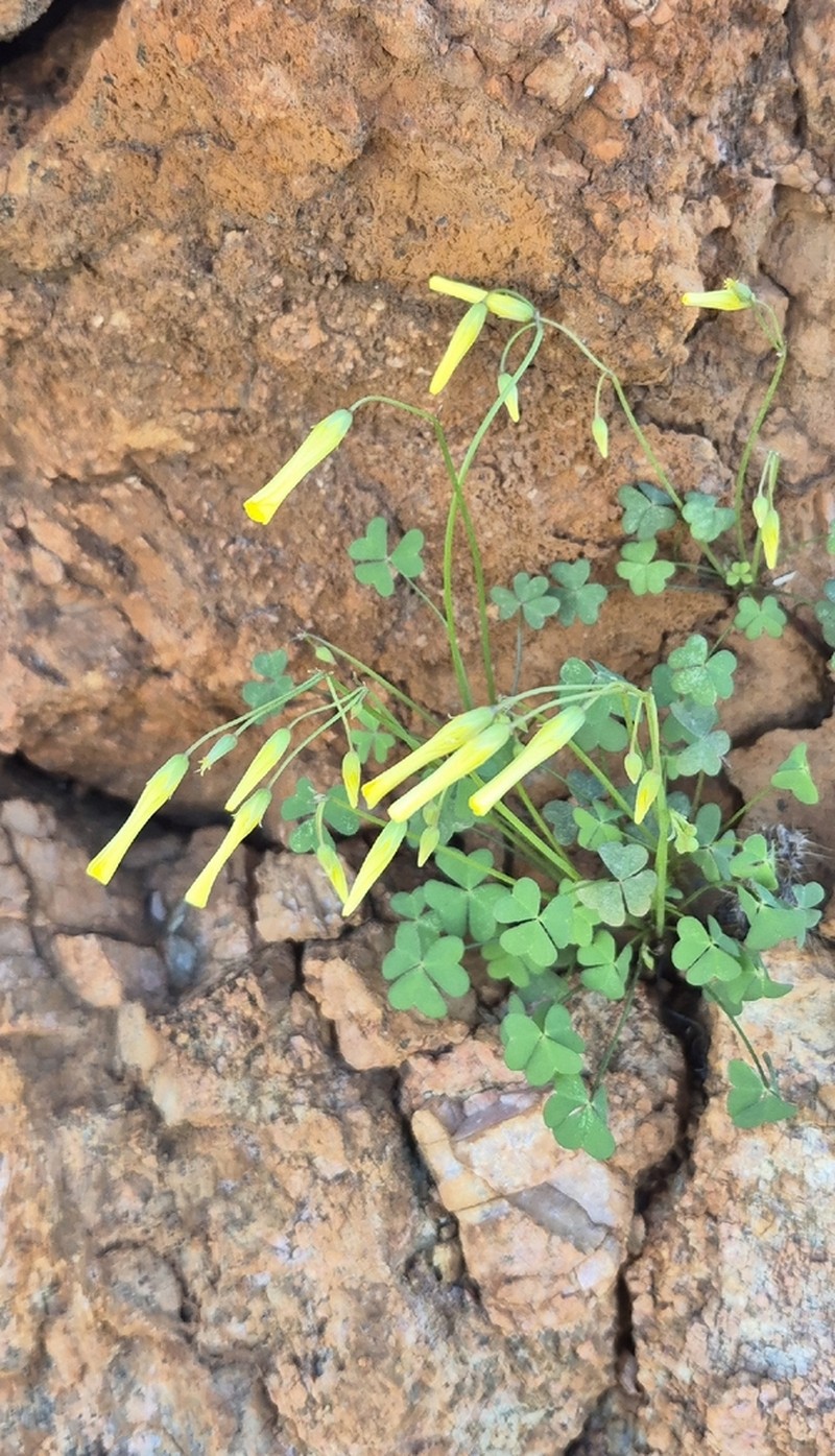 Oxalis haedulipes photo 7