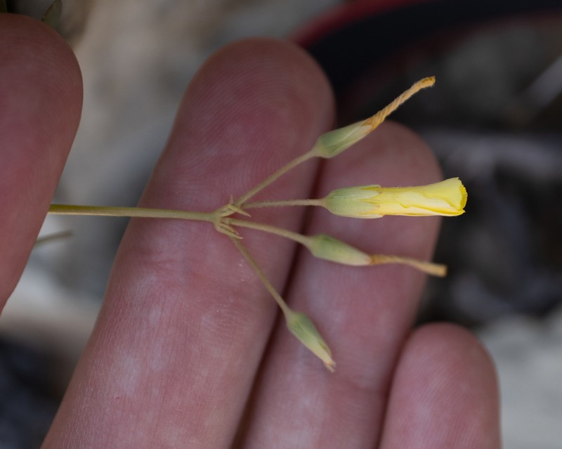 Oxalis haedulipes photo 8