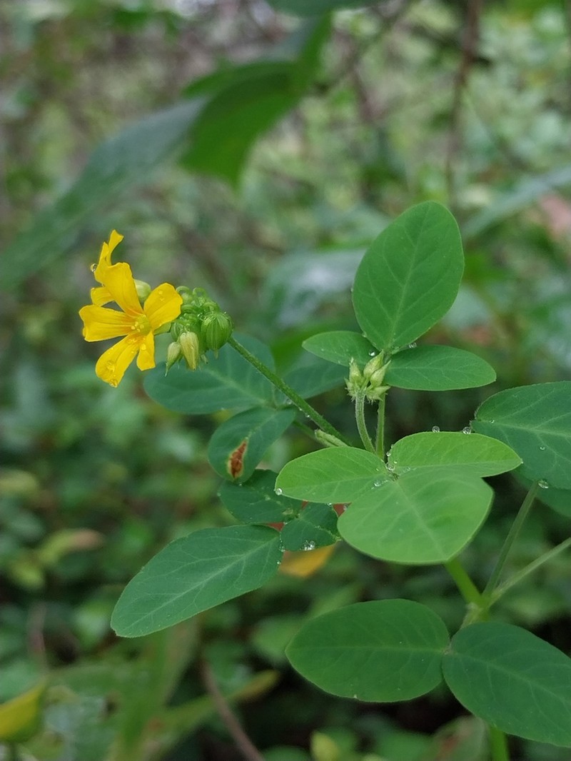 Oxalis hedysarifolia