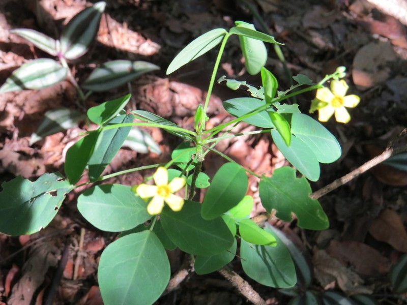 Oxalis hedysarifolia photo 2