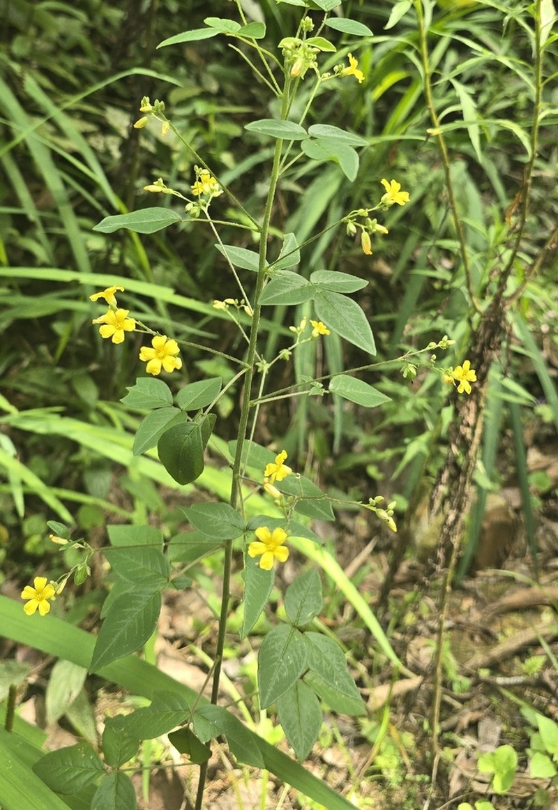 Oxalis hedysarifolia photo 3