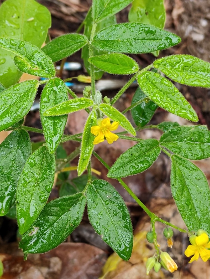 Oxalis hedysarifolia photo 4