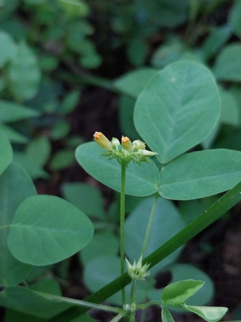 Oxalis hedysarifolia photo 5