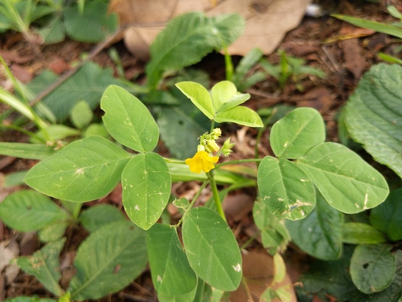 Oxalis hedysarifolia photo 6
