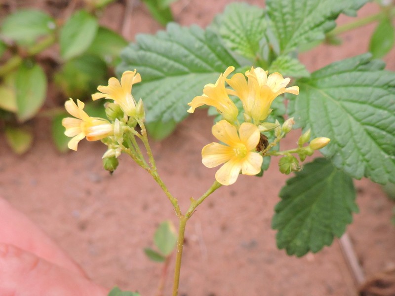 Oxalis hedysarifolia photo 7