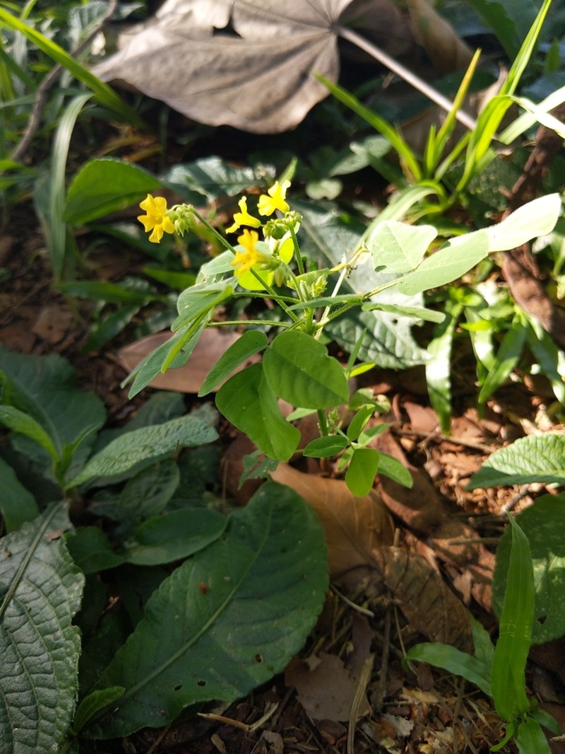 Oxalis hedysarifolia photo 8