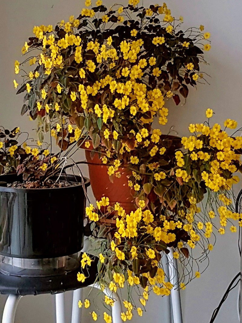 Oxalis hedysaroides