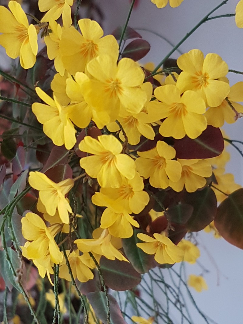 Oxalis hedysaroides photo 2