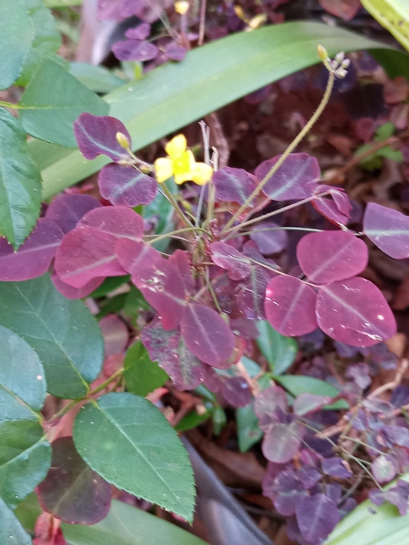 Oxalis hedysaroides photo 3