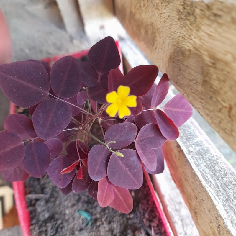 Oxalis hedysaroides photo 4