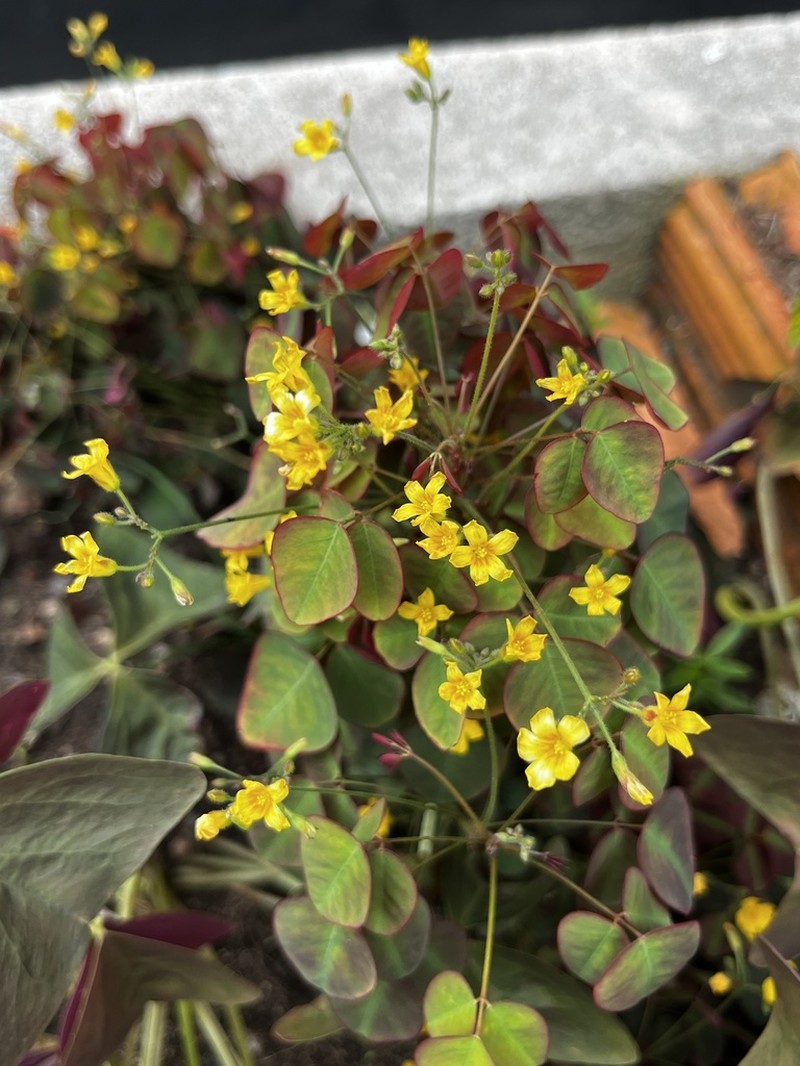 Oxalis hedysaroides photo 5