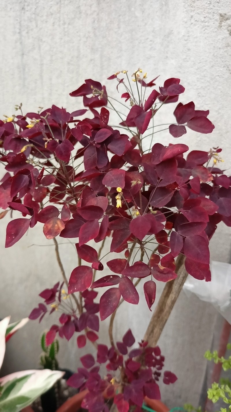 Oxalis hedysaroides photo 6