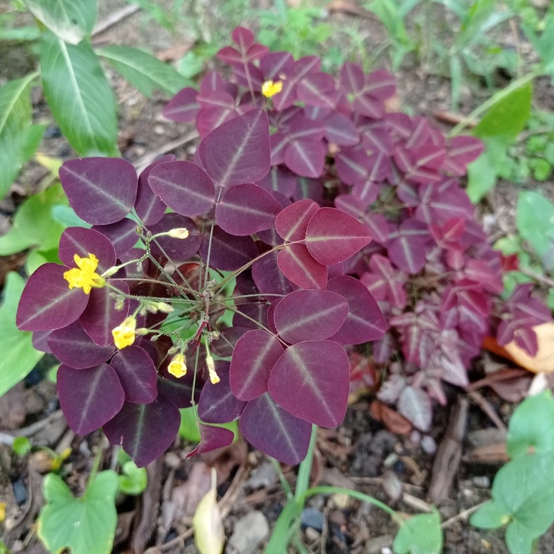 Oxalis hedysaroides photo 7
