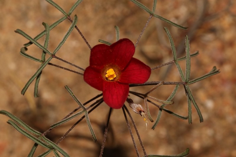 Oxalis helicoides