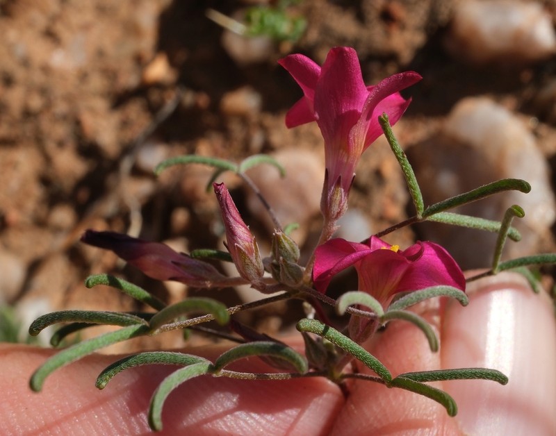 Oxalis helicoides photo 2