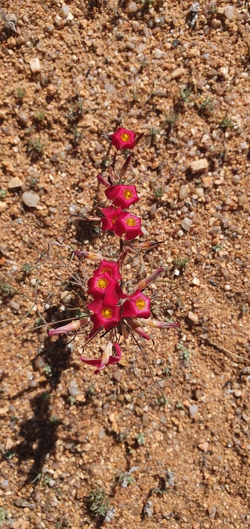 Oxalis helicoides photo 3