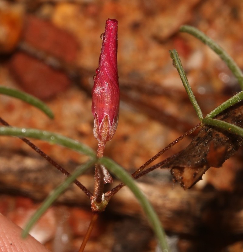 Oxalis helicoides photo 4