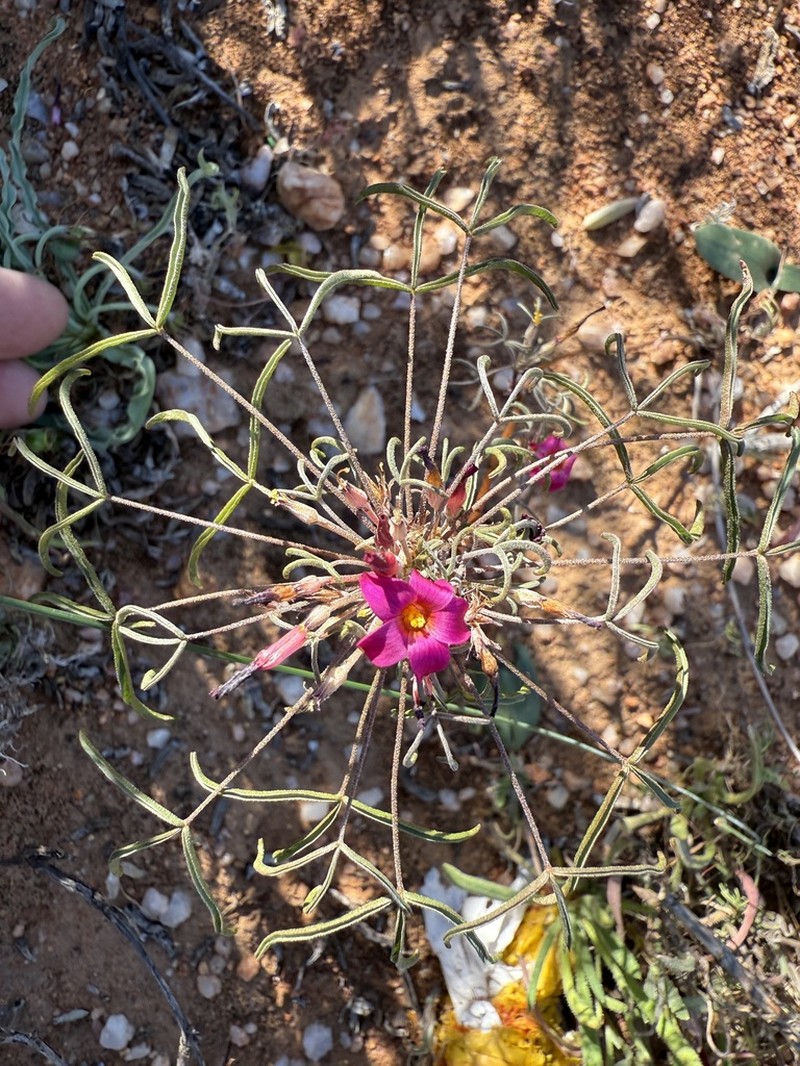 Oxalis helicoides photo 5