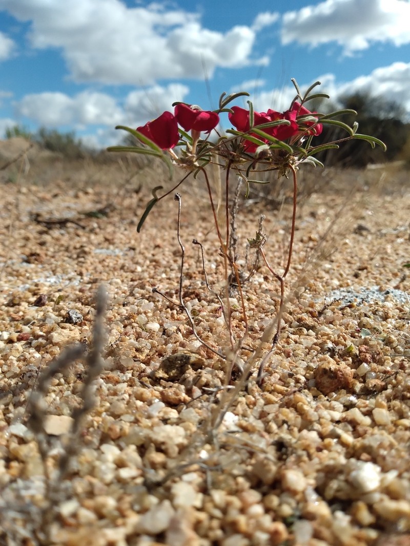 Oxalis helicoides photo 6