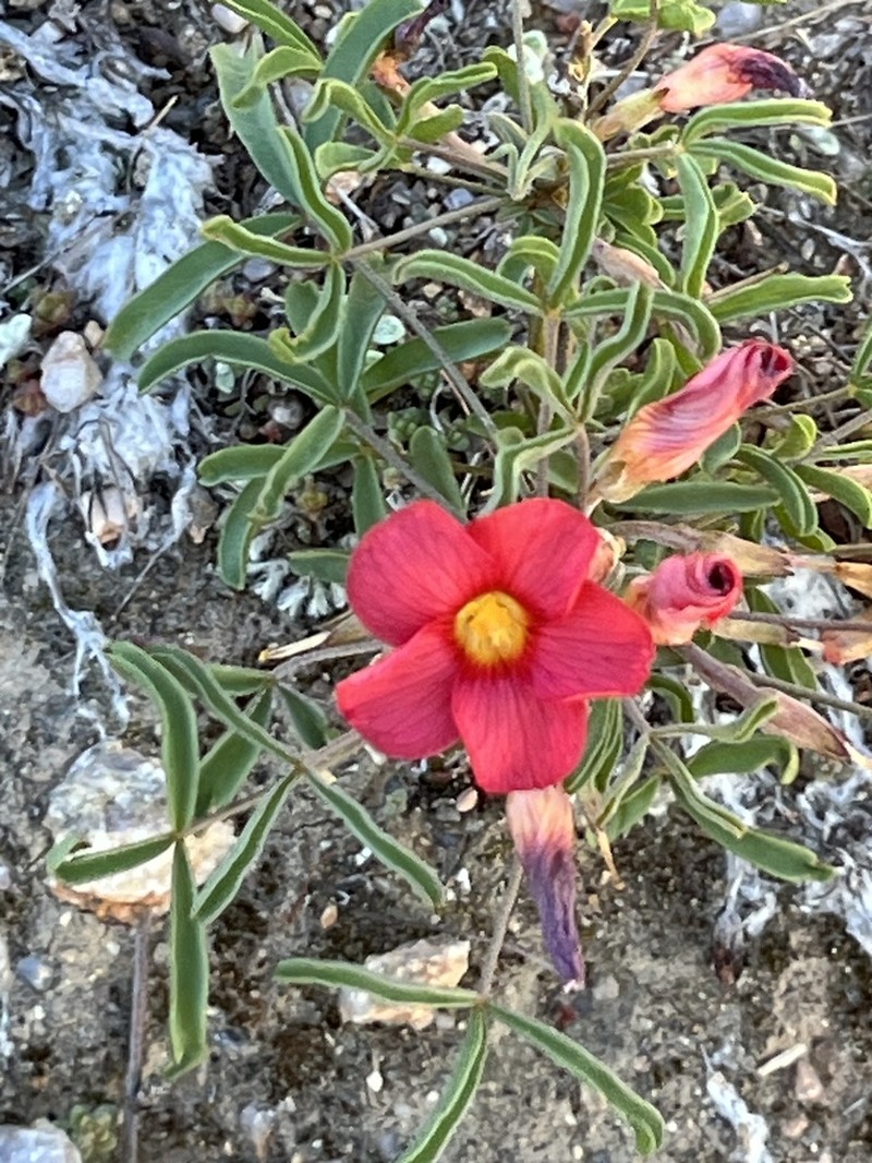 Oxalis helicoides photo 7