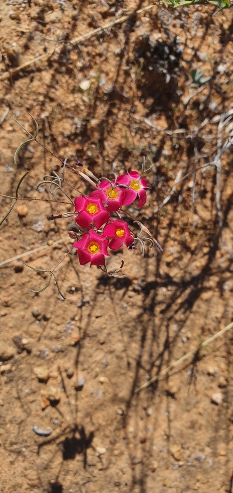 Oxalis helicoides photo 8